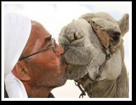 Camel smooch.JPG