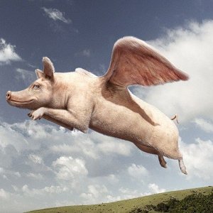 Flying pig.jpg