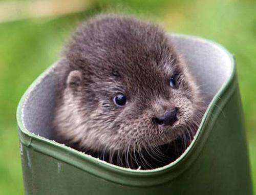 adorable-baby-otter.jpg