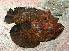 Aust_Crocodile_Aborigine_BGRD.jpg