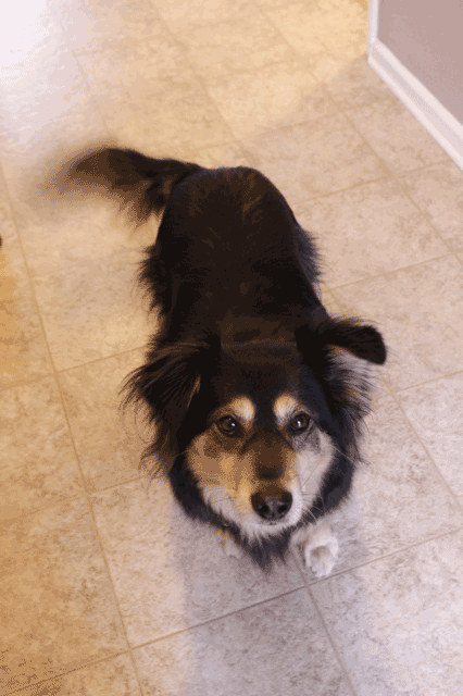 BuddyTailWag.gif