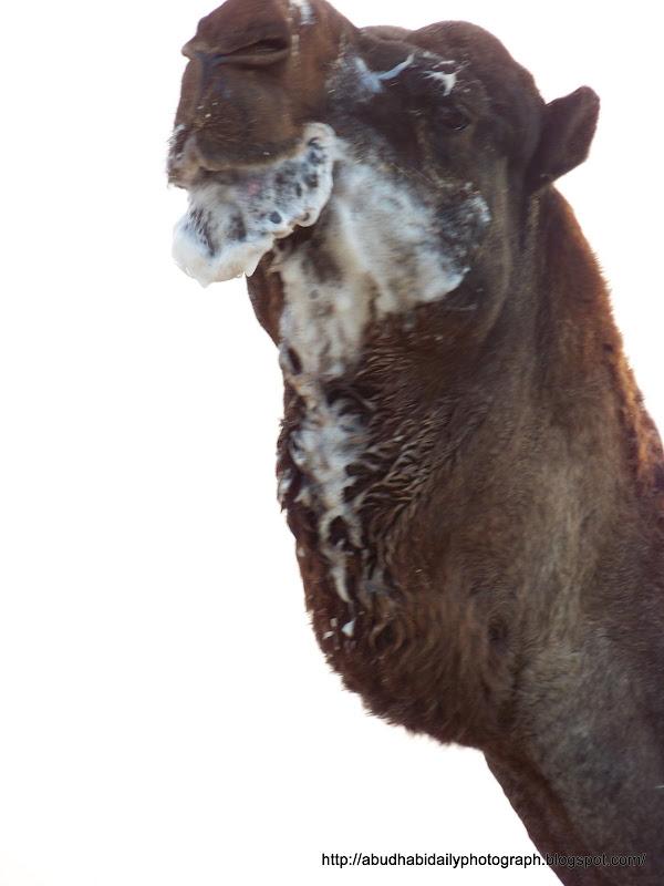 CamelFest2010+628.jpg