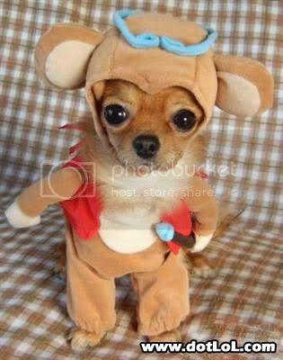 chihuahua-in-bear-costume.jpg