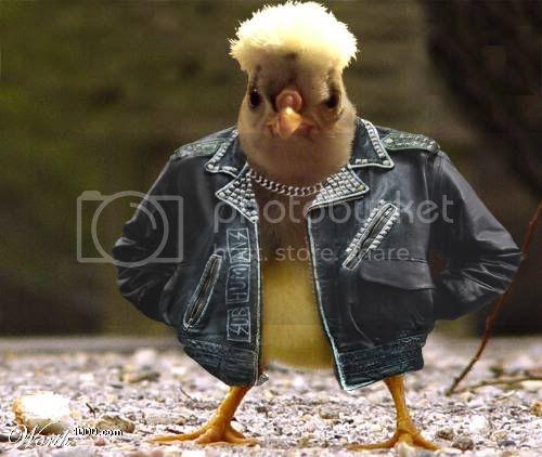 cool_animals.jpg