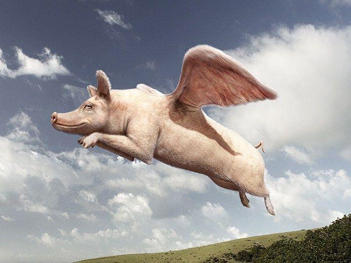Flying pig.jpg