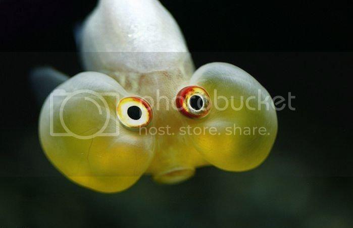 funny_fish_zps5d706f7f.jpg