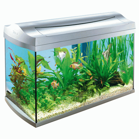 how-to-clean-your-aquarium_zps605a6a6c.gif