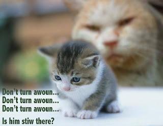 ScaredKitty.jpg