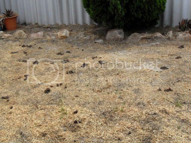 SDC11278.jpg