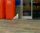 Seagull-Stealing-Chips.gif