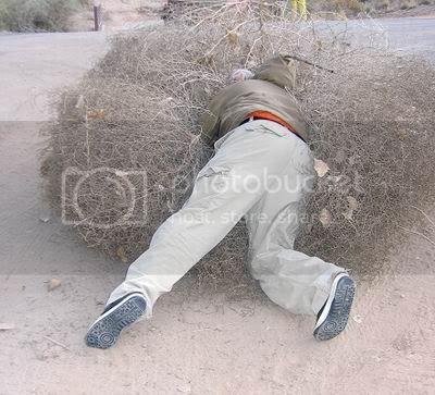 tumbleweed_head_perfectuk.jpg