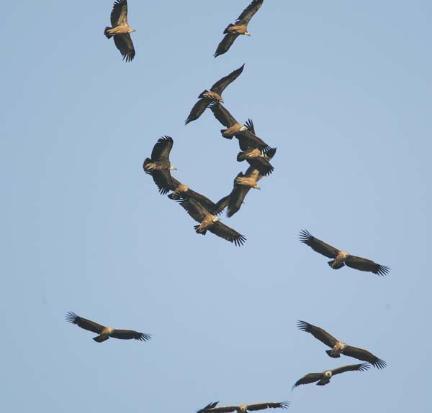 vultures-circling1.jpg