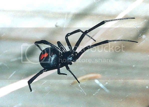 white-tail.jpg