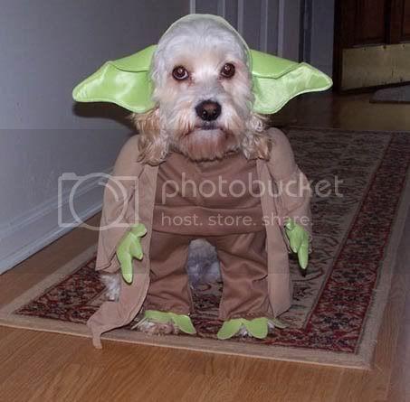 yoda_dog.jpg