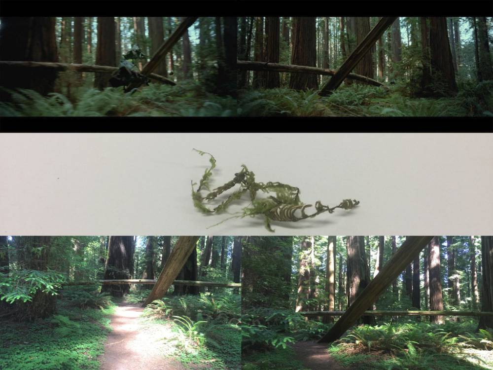 Moss_zpsxllqzoej.jpg